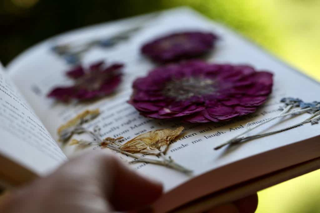 pressing flowers in a book