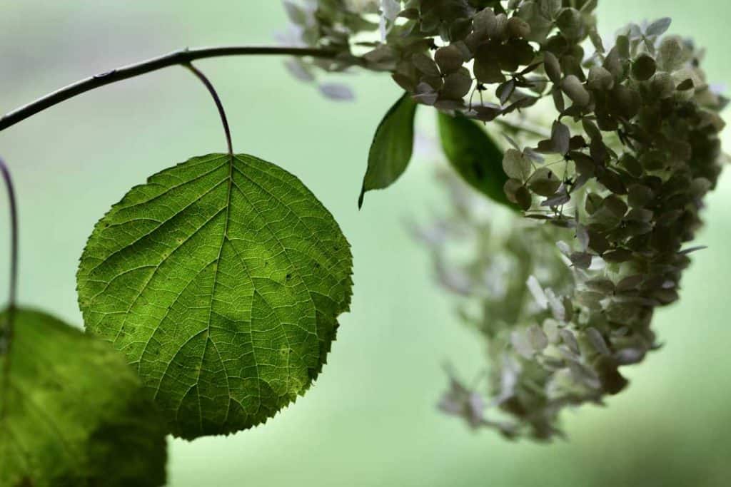hydrangea bloom with leaves attached against a blurred green background