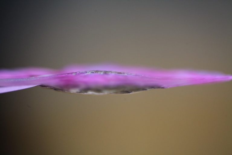 How To Press Flowers 5 Ways To Press Everlastings Farmhouse & Blooms