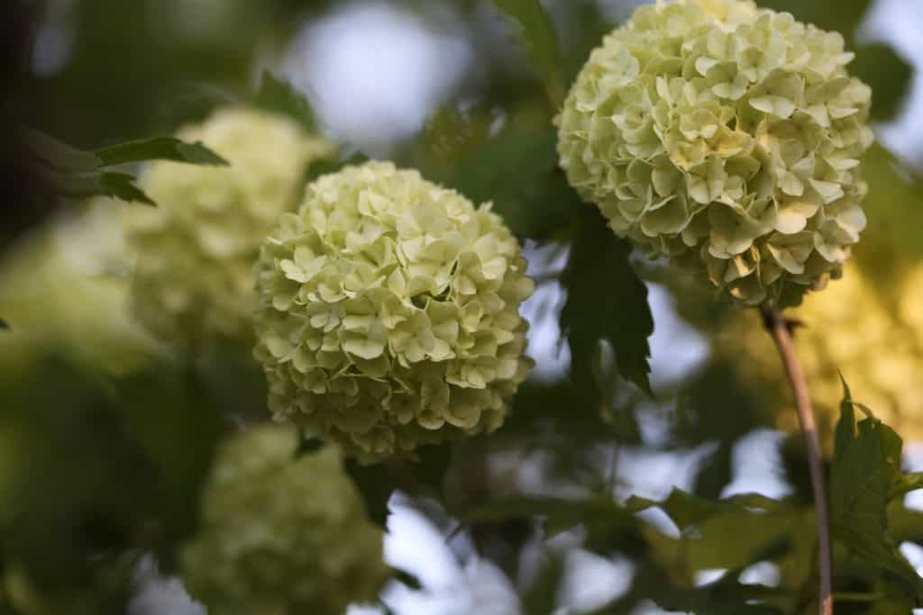 snowball bush with round white flowers