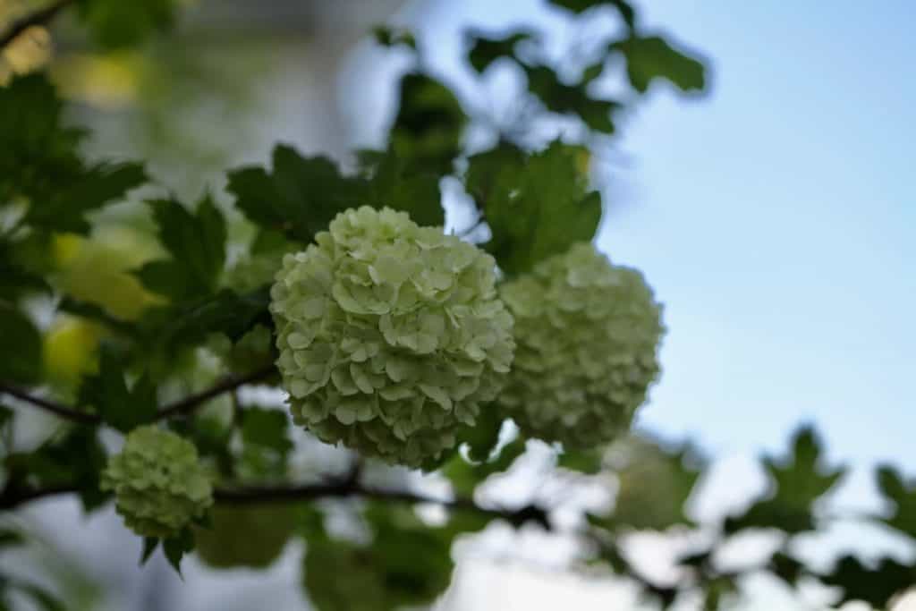 snowball bush