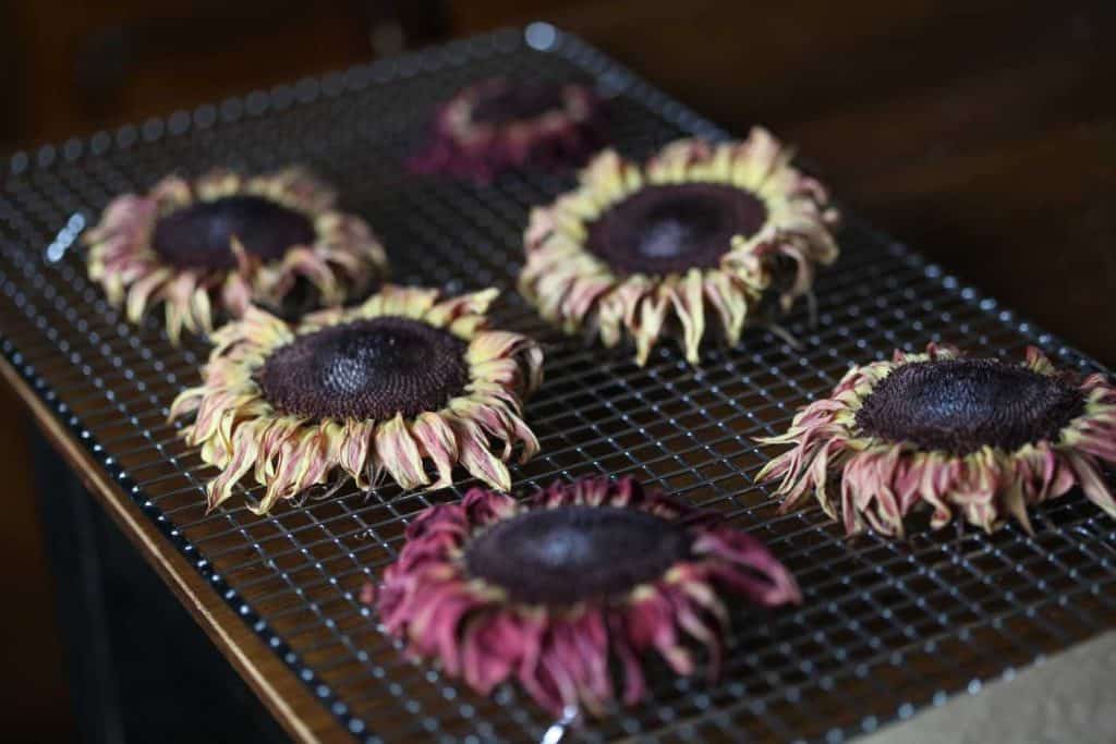 dried sunflowers on a metal rack