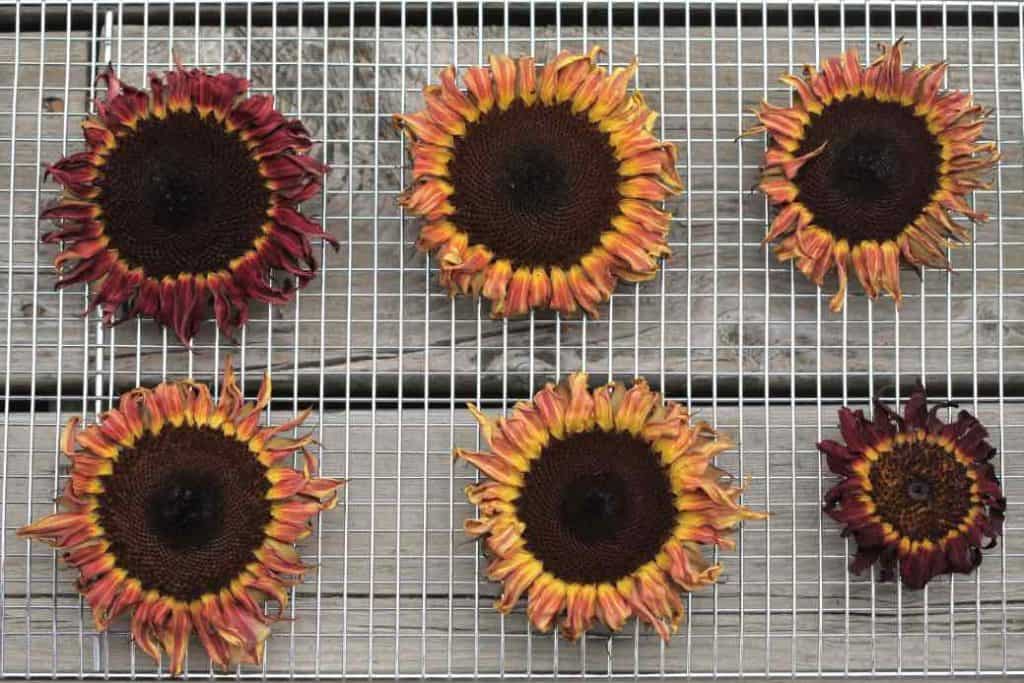 sunflowers dried in the oven on a wire rack