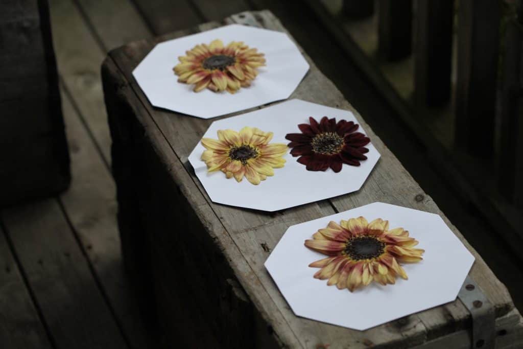 pressed sunflowers on white paper on a grey wooden box