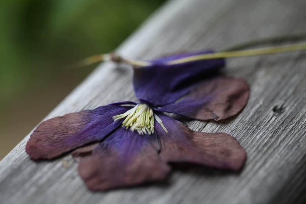 pressed clematis bloom on a grey wooden railing