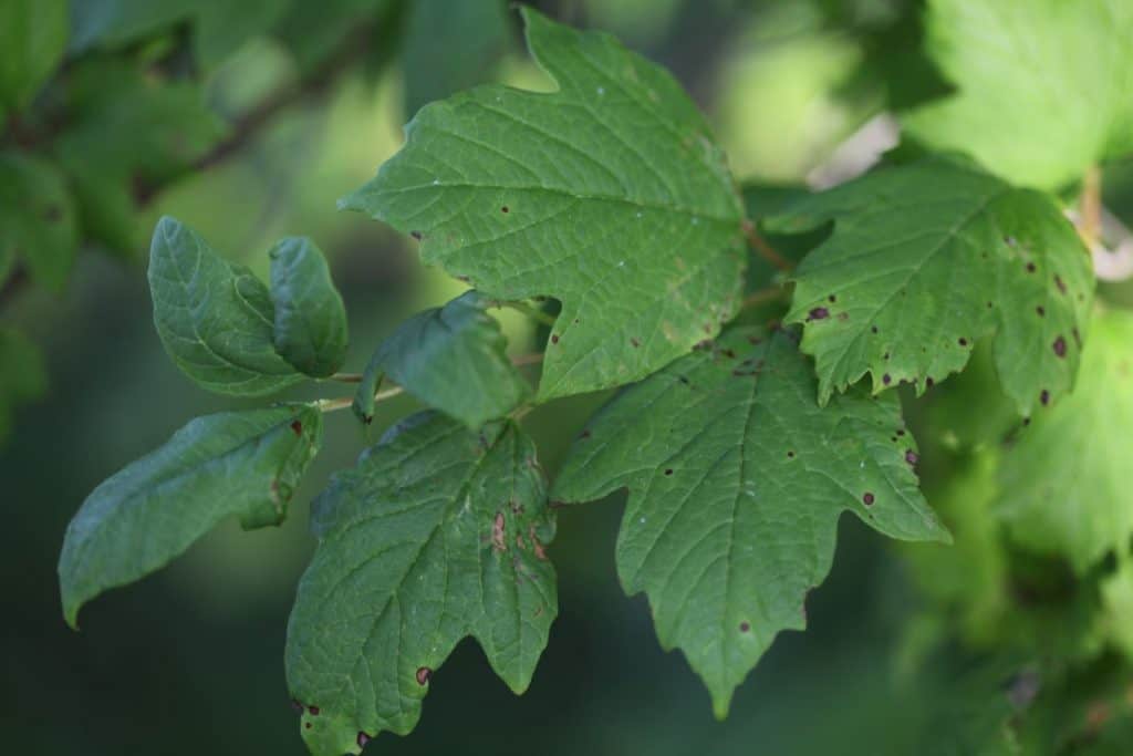 three lobed dark green leaves of Viburnum  Opulus Roseum