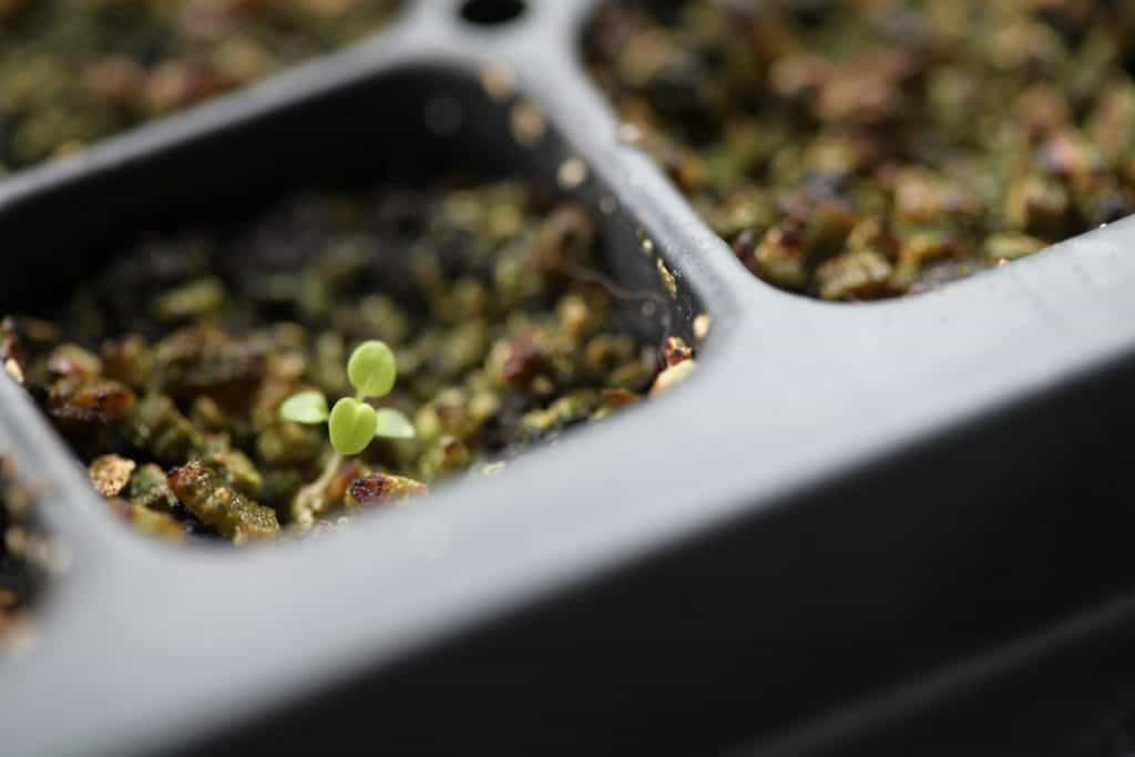 tiny clematis seedling in a cell tray