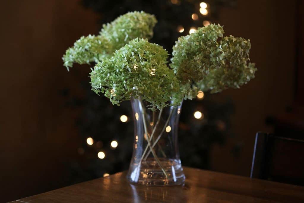 water drying chartreuse coloured hydrangeas in a glass vase, showing how to dry hydrangea flowers