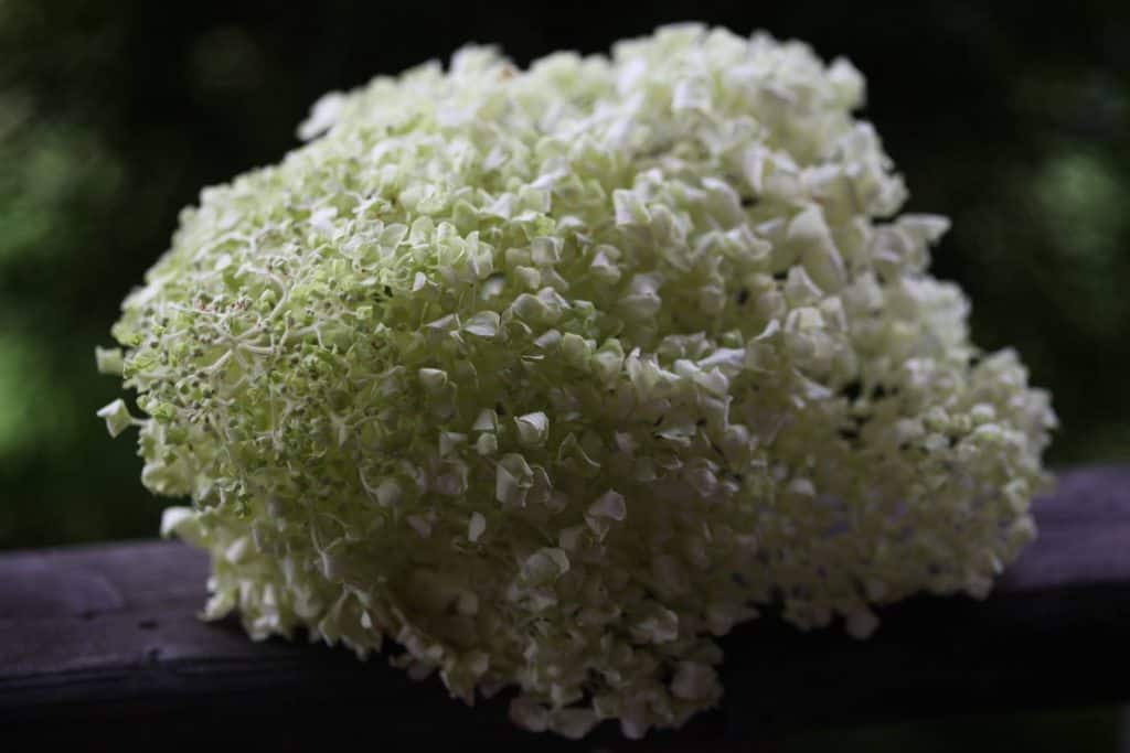 wilting hydrangea bloom picked too early, showing one of the principles of how to dry hydrangea flowers