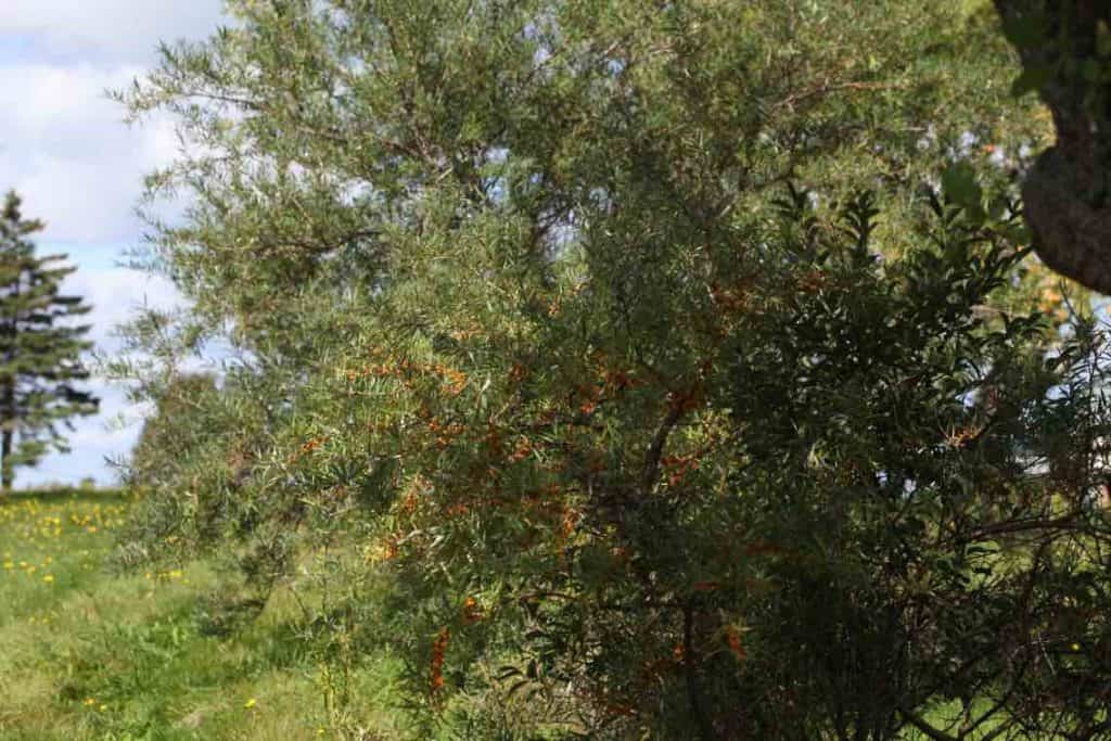 sea buckthorn female plant in front of taller male sea buckthorn plant in background