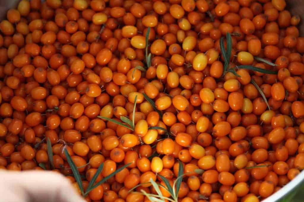 orange sea buckthorn berries