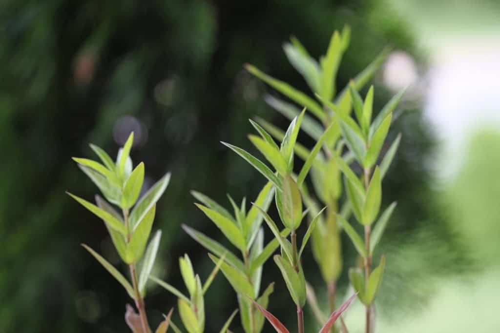 Swamp milkweed plants growing in spring against a blurred green background