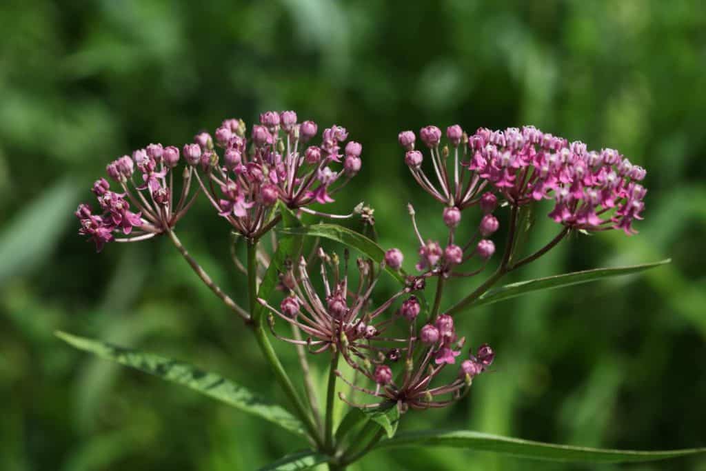 Swamp milkweed plants growing against a blurred green background