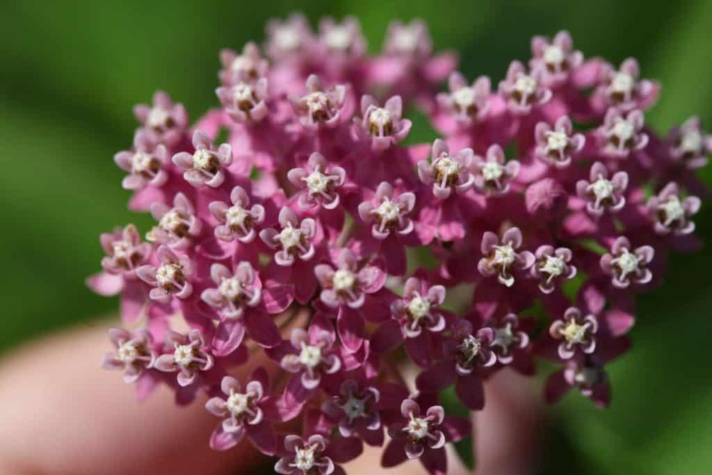 Swamp milkweed flower up close