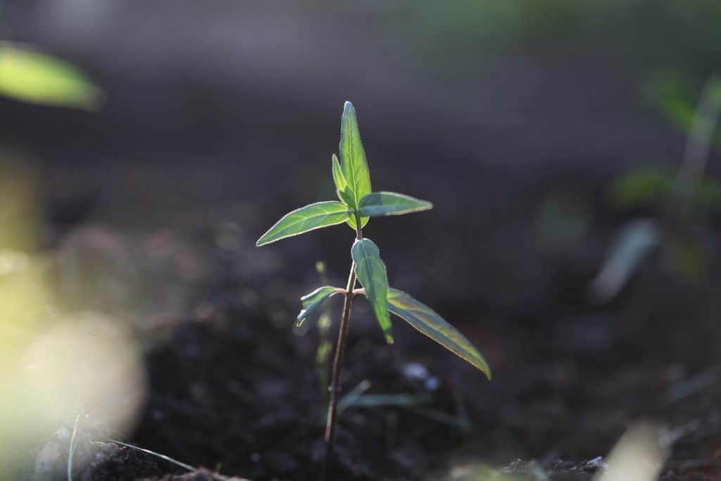 Swamp milkweed plant growing in the garden