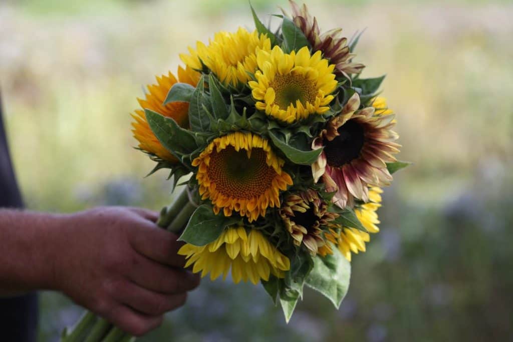 a hand holding a bouquet of yellow, orange and plum coloured flowers in a bouquet, against a blurred background