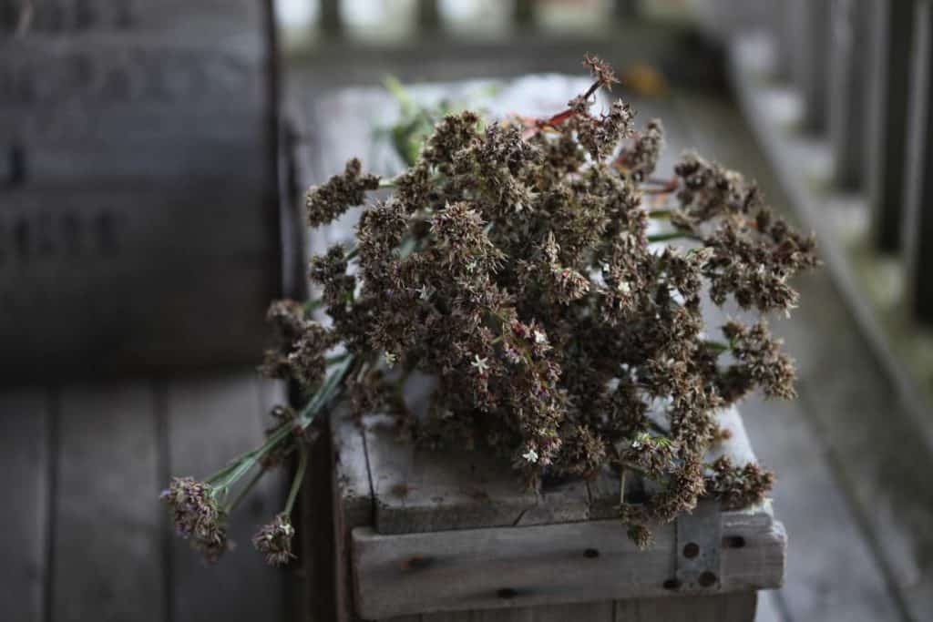 a bundle of brown spent statice stems harvested for seed collection, on a grey wooden box, showing how to collect statice seeds