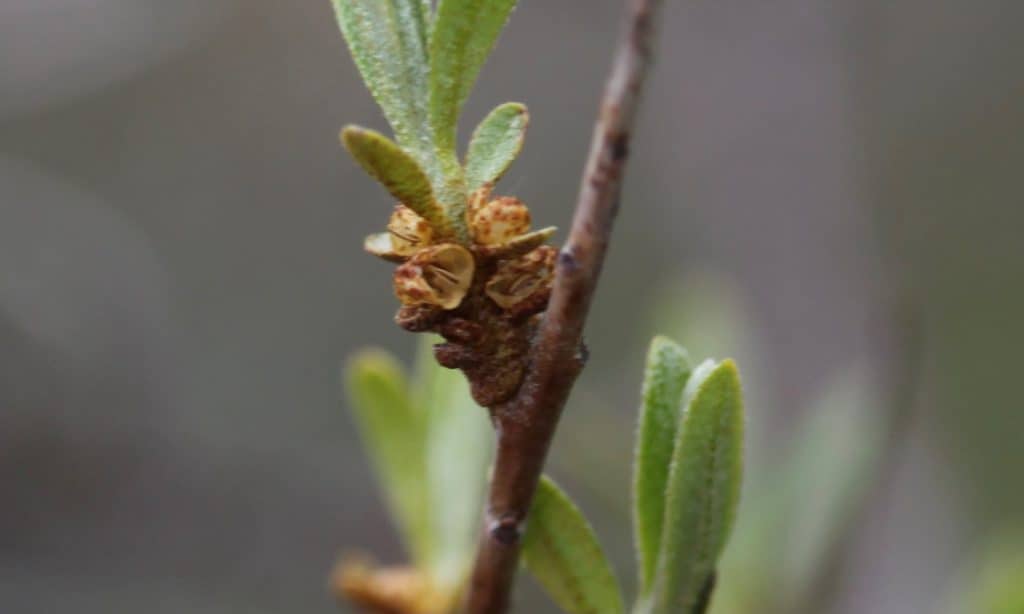 a closeup of sea buckthorn flowers