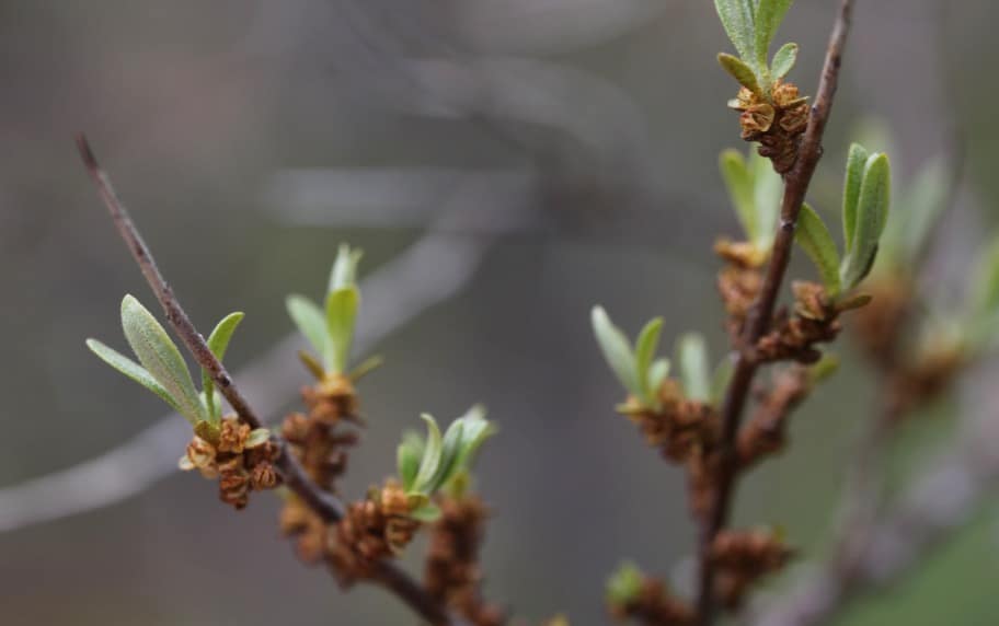 a closeup of sea buckthorn flowers