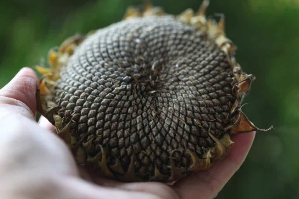 a hand holding a dried sunflower head- note the browning of the sepals