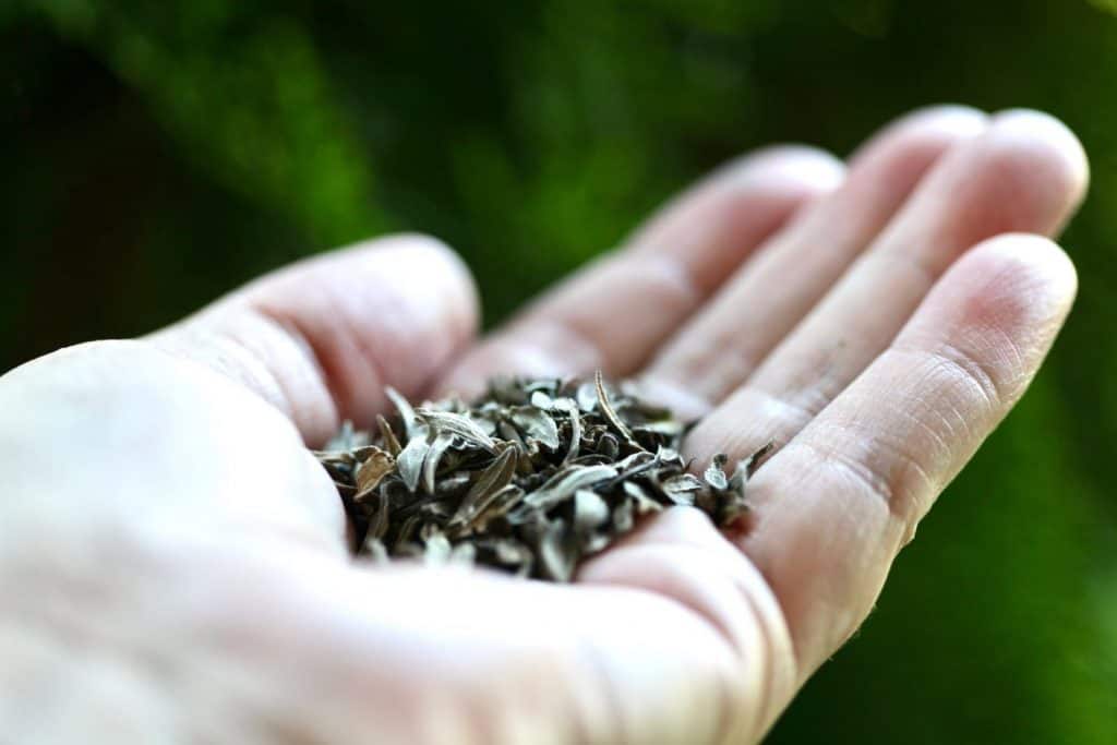 a hand holding zinnia seeds against a green blurred background