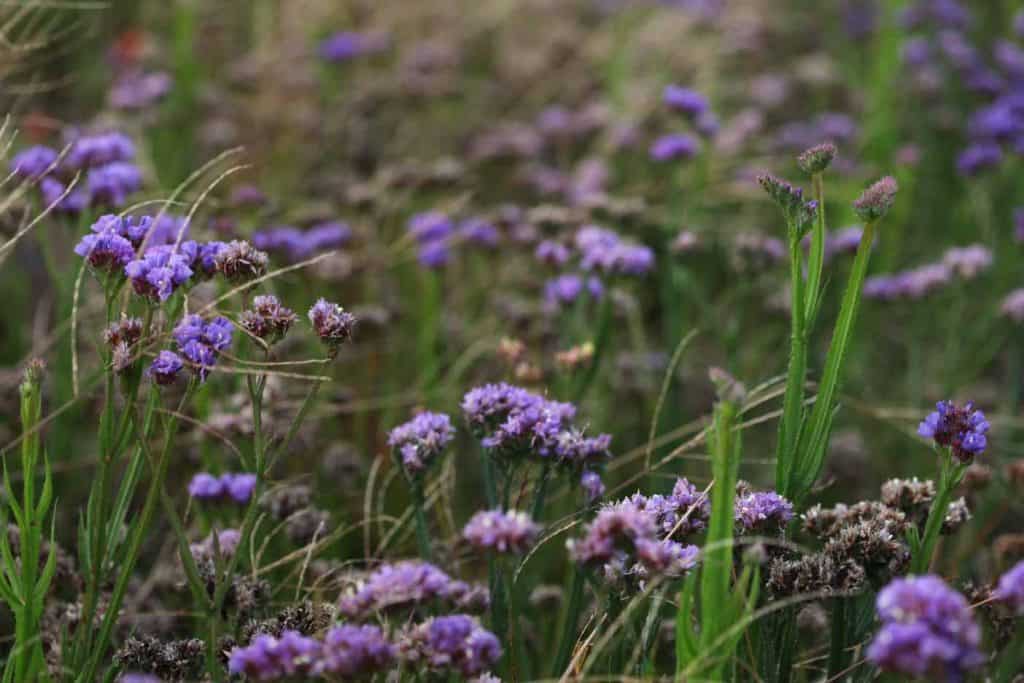 a mixture of blooming stages in the statice patch