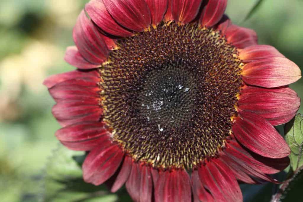 a pollenless sunflower with red ray florets and visible nectar