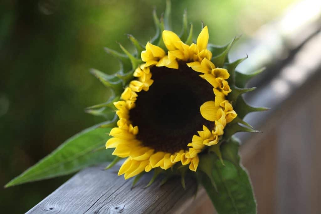 a yellow sunflower with a brown centre disc just starting to open, in a grey wooden railing