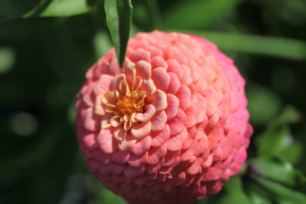 a salmon coloured zinnia seedling