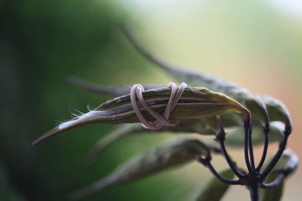 banding a swamp milkweed seed pod with an elastic to prevent seed dispersal, against a blurred green background