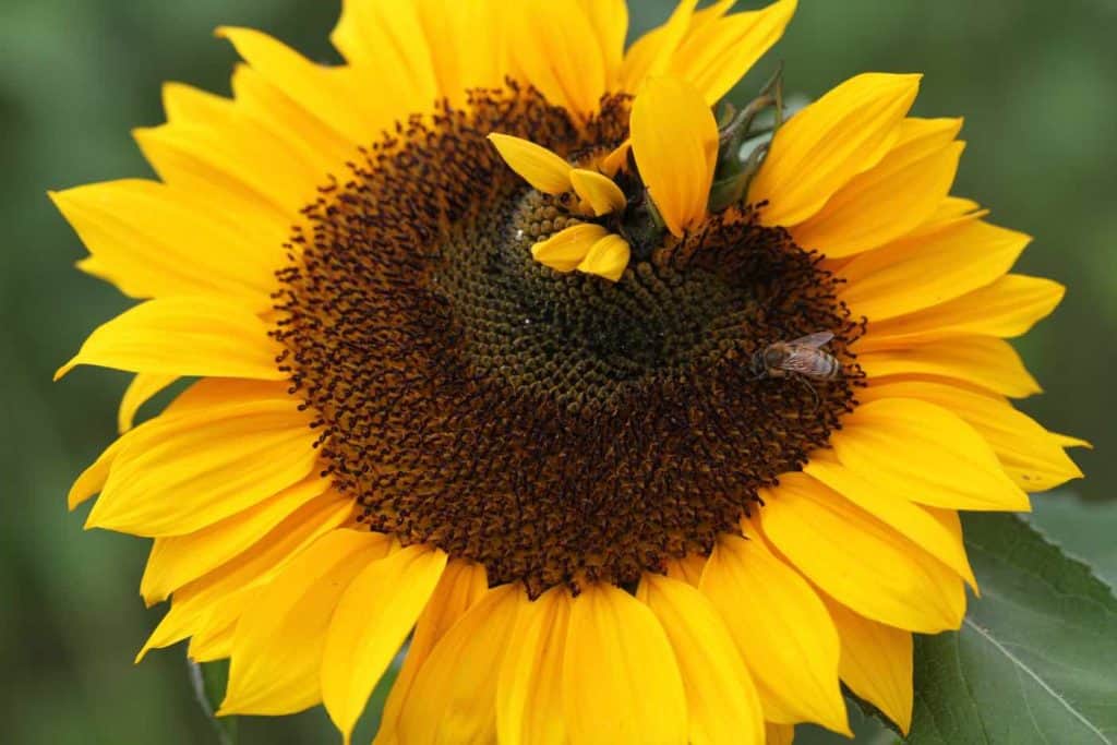 bee on a yellow sunflower