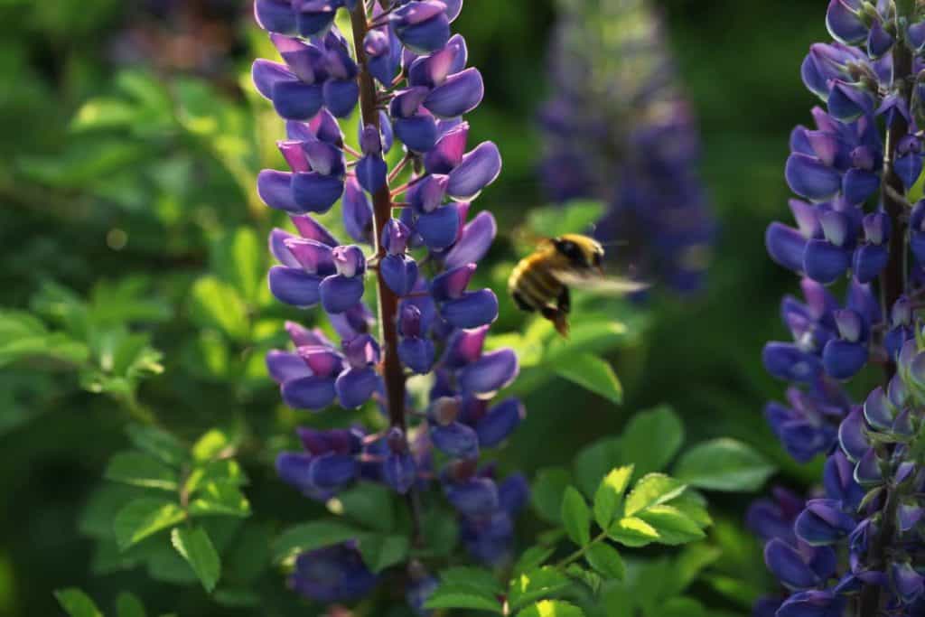 a bee flying around purple lupines
