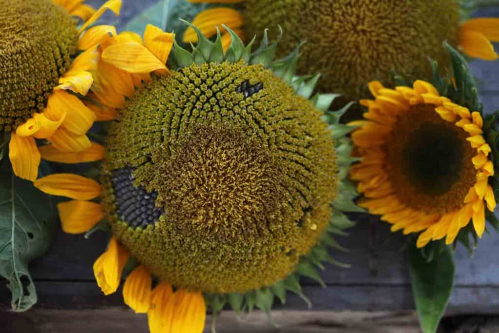 two yellow sunflowers in different stages of growth, discussing can you get seeds from cut sunflowers