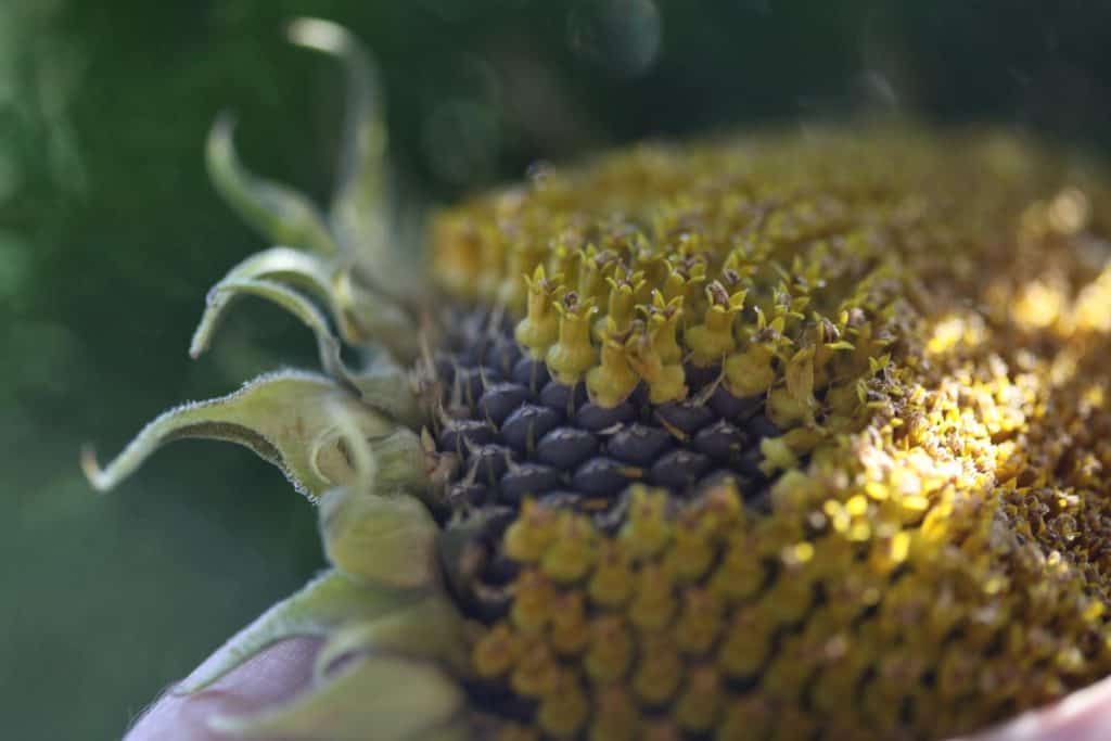 a sunflower head showing the disc florets and some florets partially removed showing black seeds underneath.