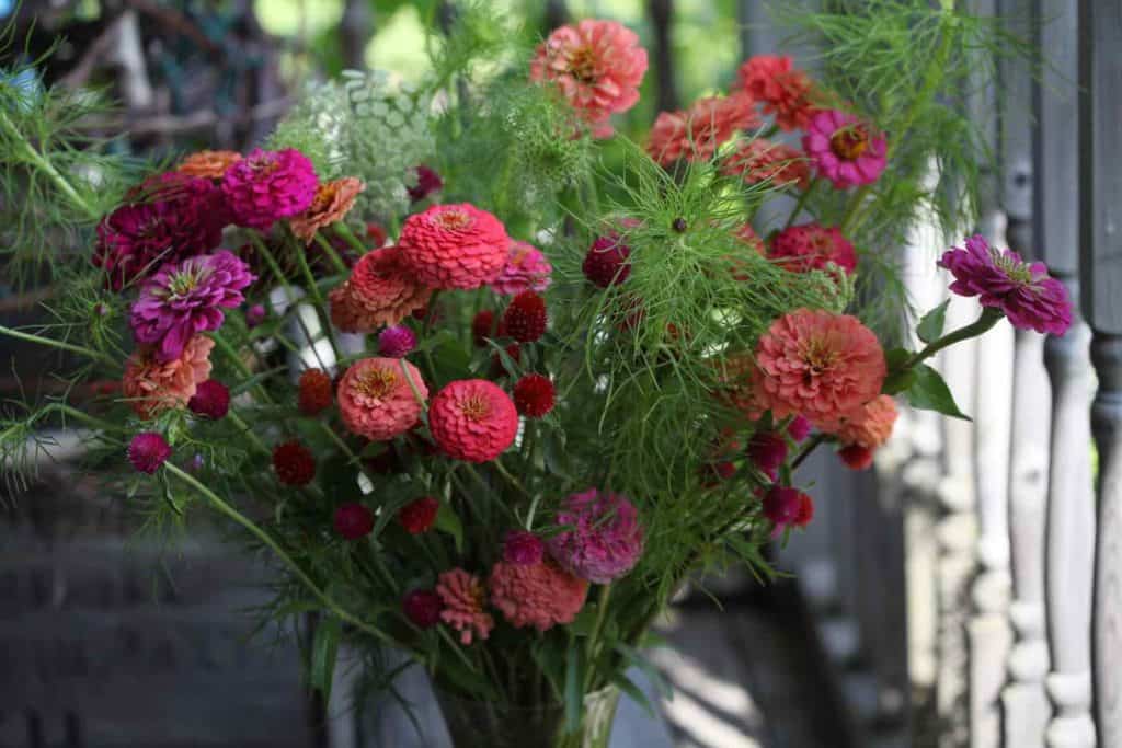 colourful zinnia cut flowers in a mixed bouquet