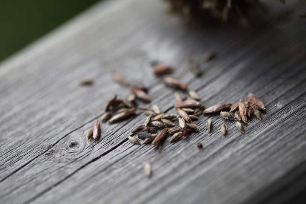 closeup of harvested statice seed on a grey wooden railing