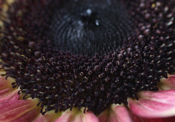 closeup of pollen on pollenless sunflower