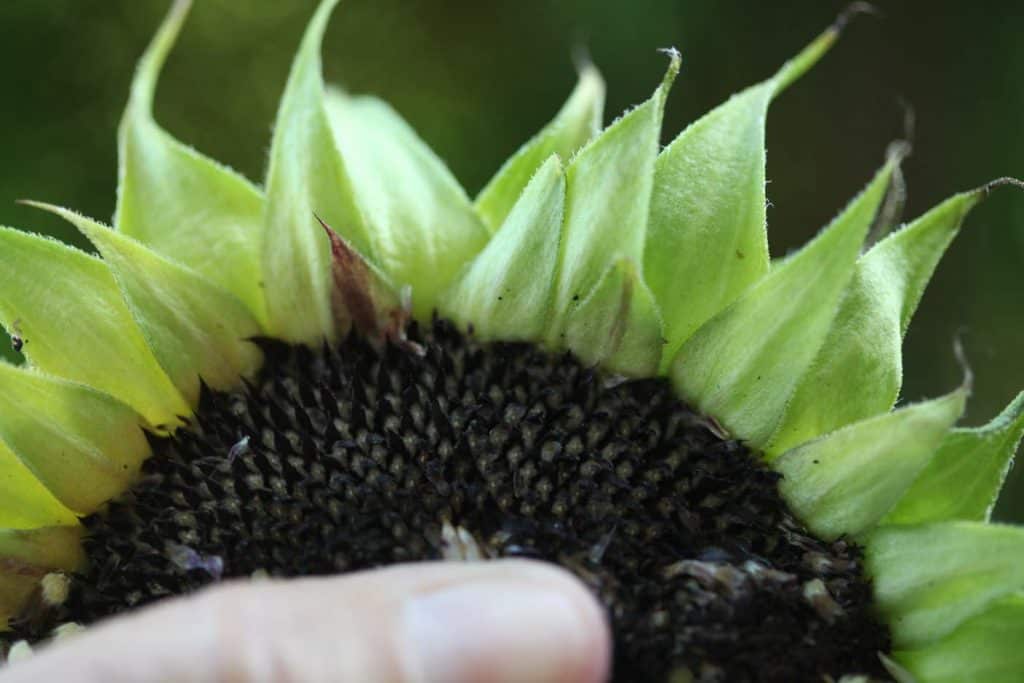 cut sunflower on the porch- no seeds developed