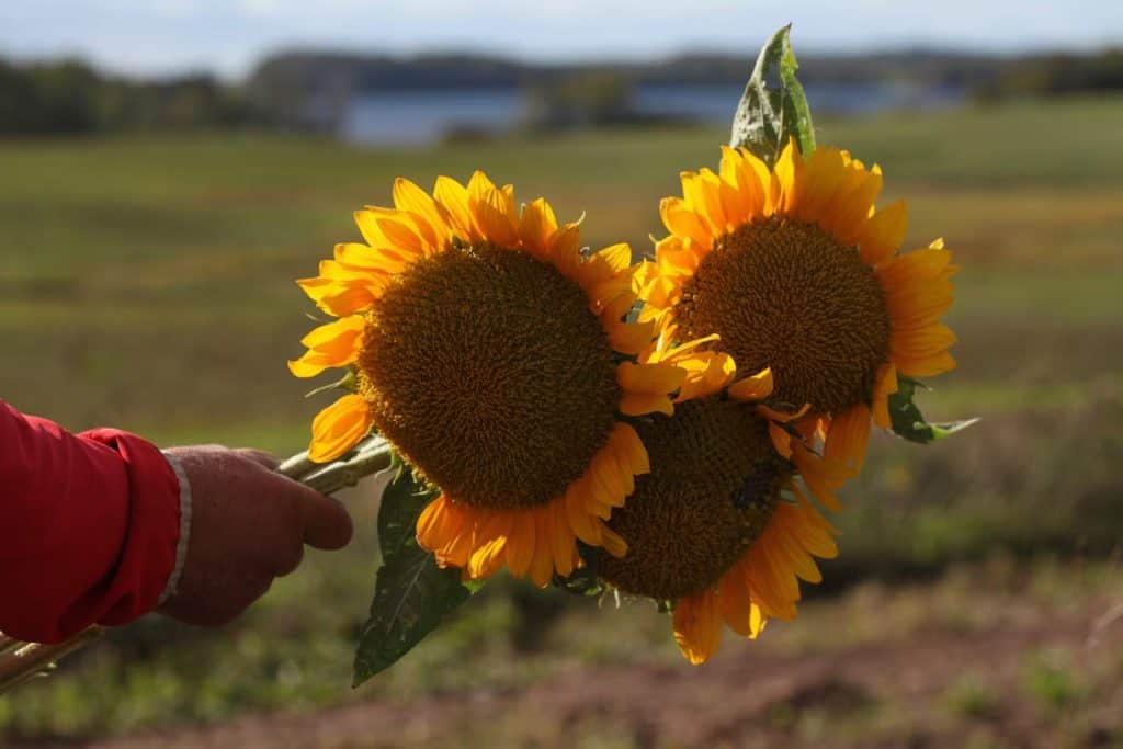 yellow cut sunflowers cut after seed development, discussing can you get seeds from cut sunflowers