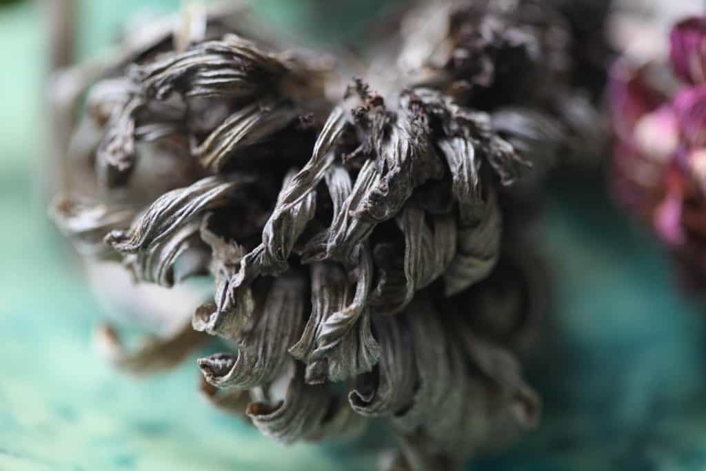 dried zinnia bloom with grey petals