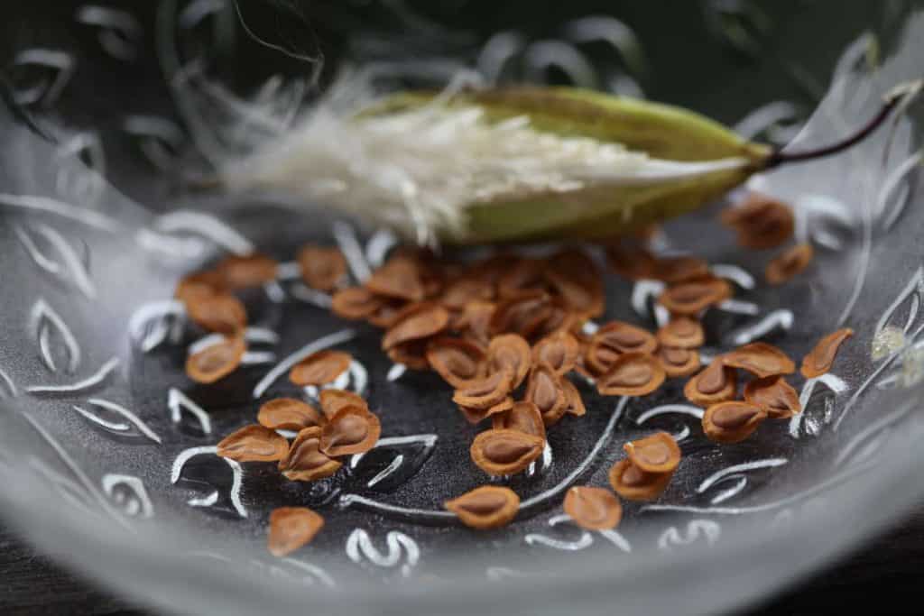 milkweed seeds and pod inside a clear glass bowl drying