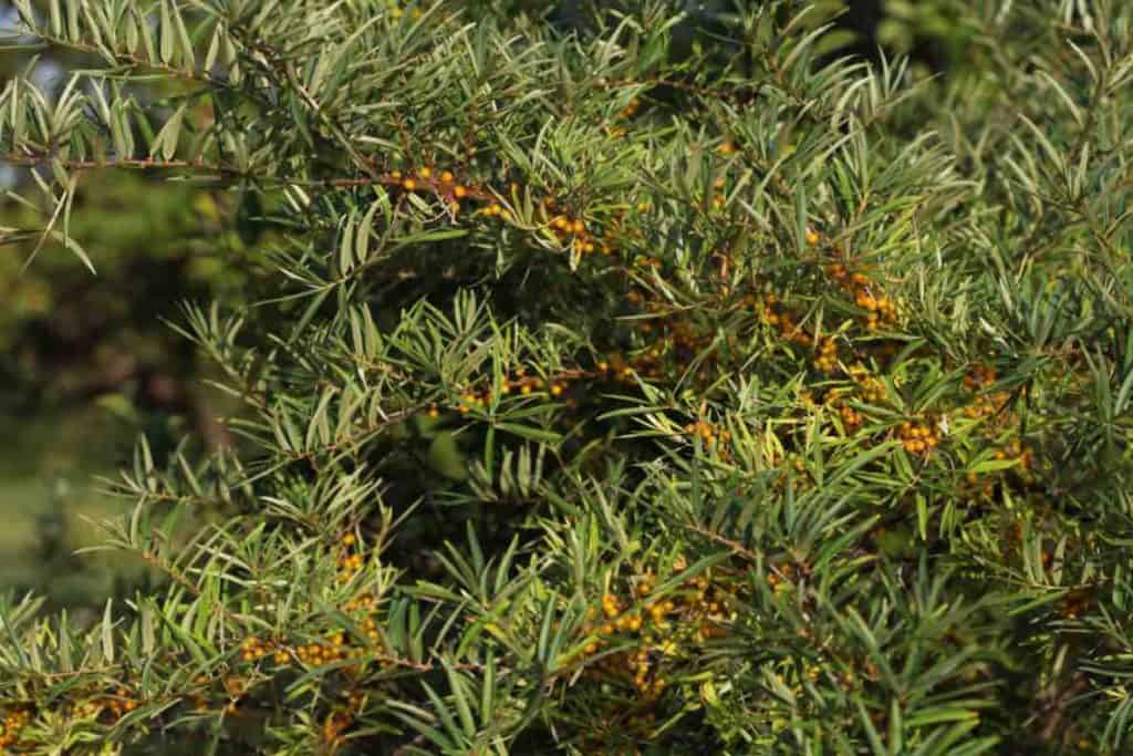 developing orange berries and wispy leaves