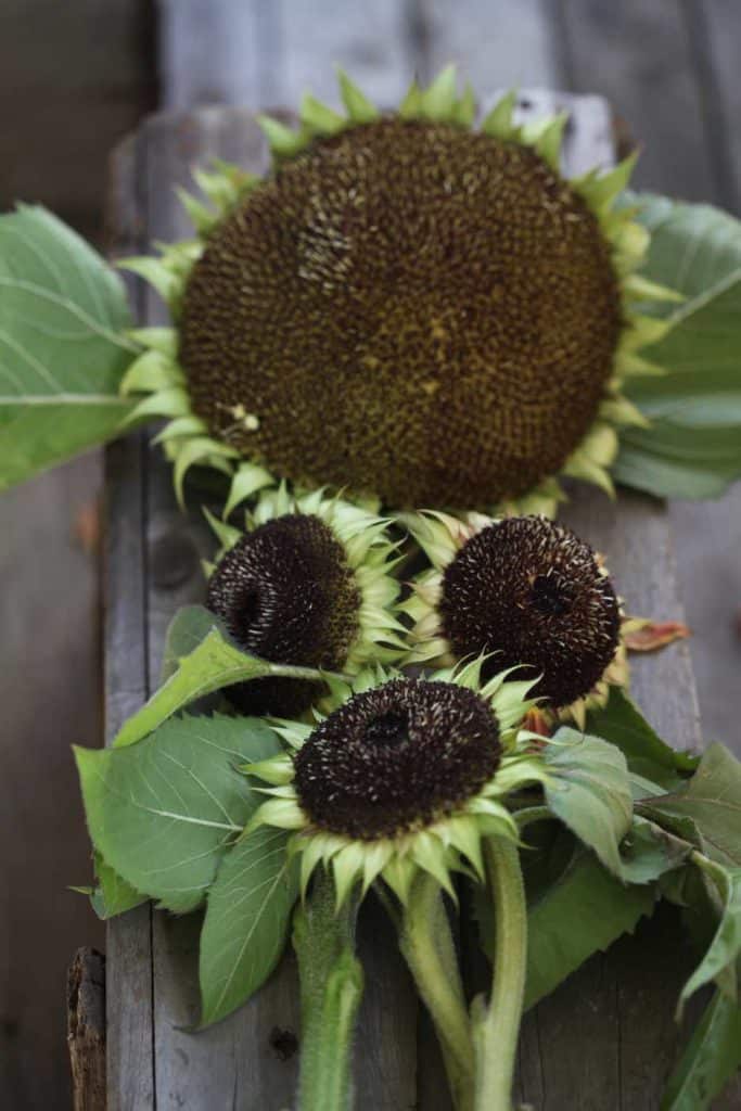 field grown sunflower compared to cut sunflowers, all planted at the same time