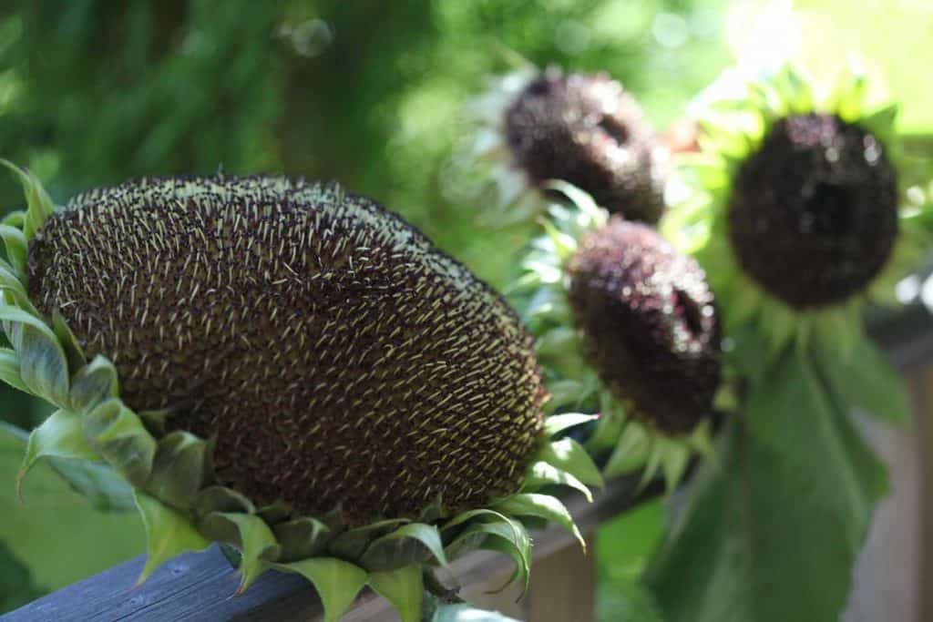 field grown sunflower compared to cut sunflowers, all planted at the same time