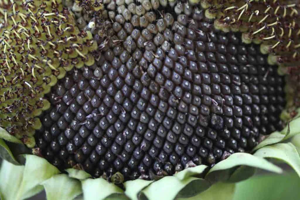 field grown sunflower planted at the same time