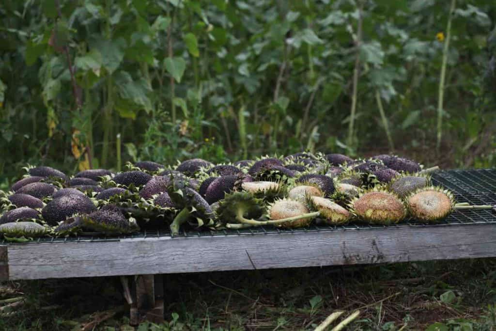 freshly harvested sunflower heads on a wooden and wire rack in the field, with sunflower stalks growing in the background