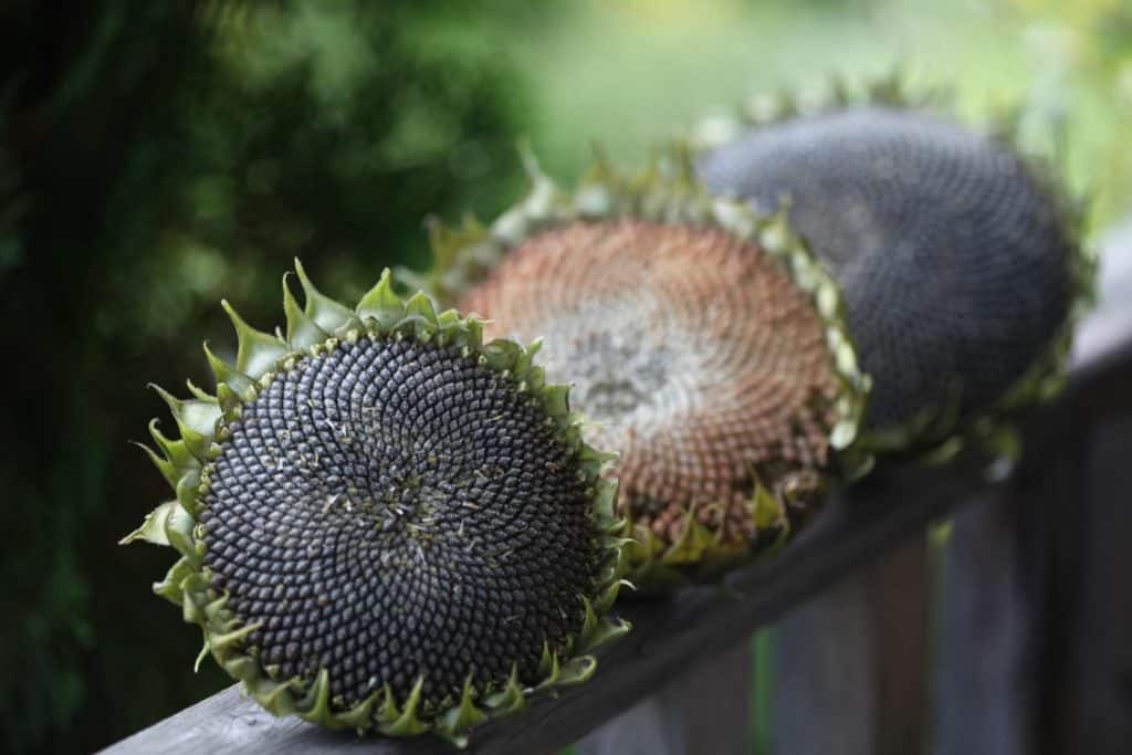 freshly picked sunflower heads on a grey wooden railing 