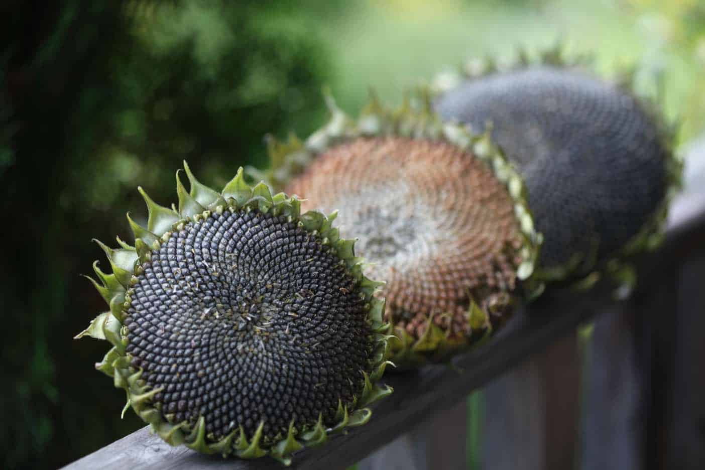 freshly picked sunflower heads on a wooden railing