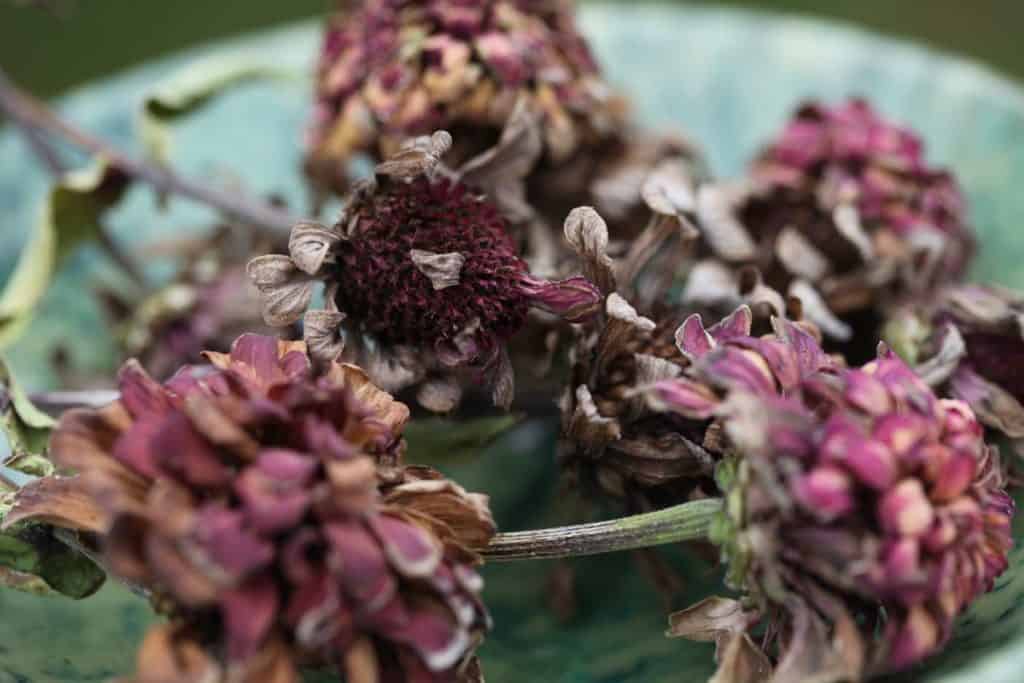 dried zinnia blooms in a green alabaster bowl