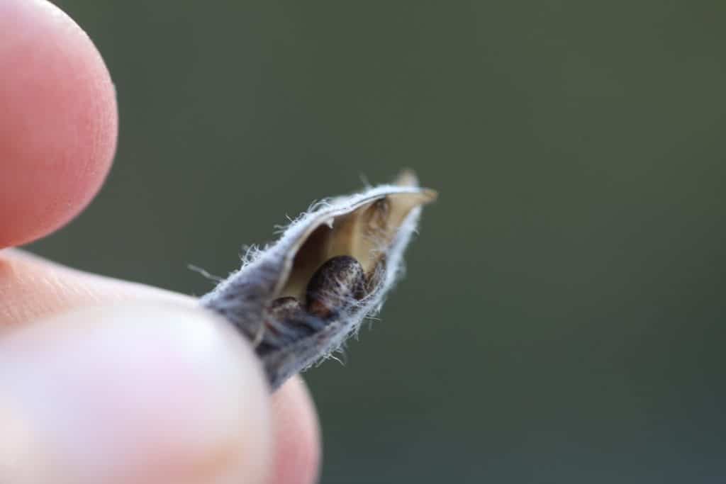 a hand gently squeezing a lupine seed pod to cause it to open it, showing how to collect lupine seeds
